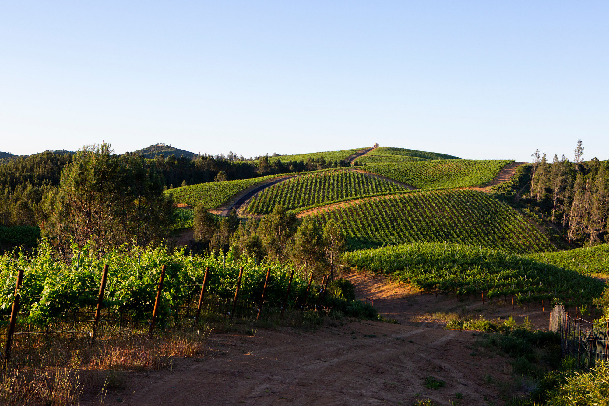 Alexander Valley Rosé