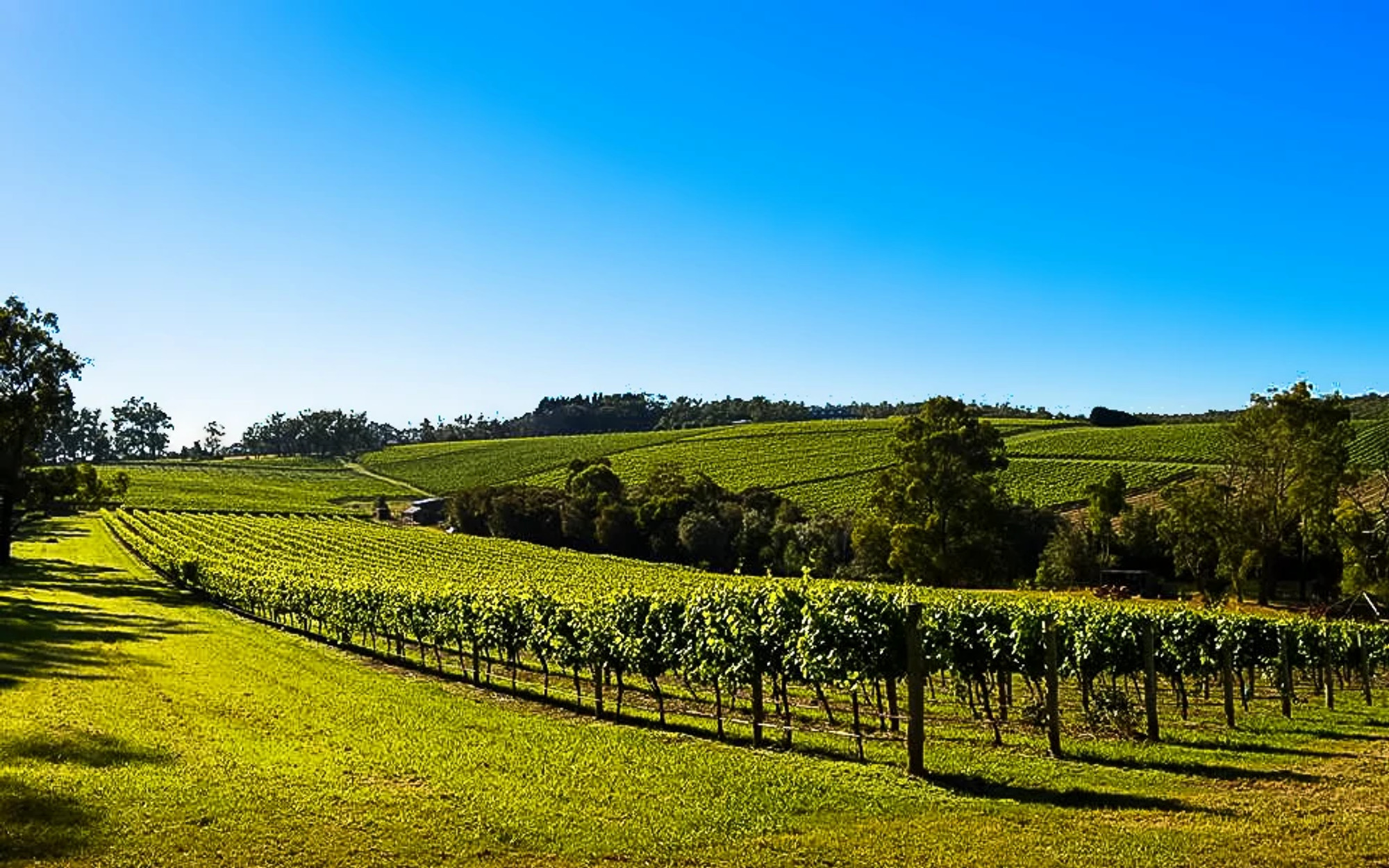 Primavera Vineyard Pinot Noir